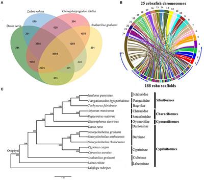 De novo Assembly and Genome-Wide SNP Discovery in Rohu Carp, Labeo rohita